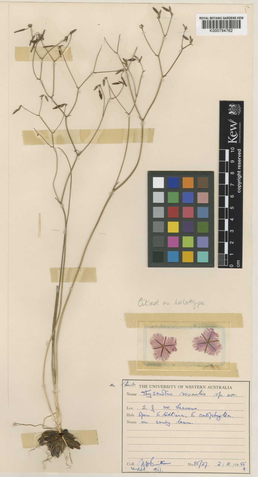 Thysanotus vernalis Brittan Plants of the World Online Kew Science