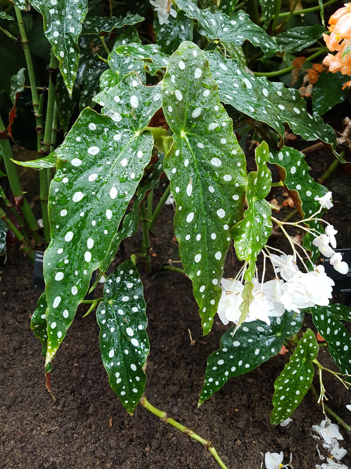 Begonia maculata Raddi Plants of the World Online Kew Science