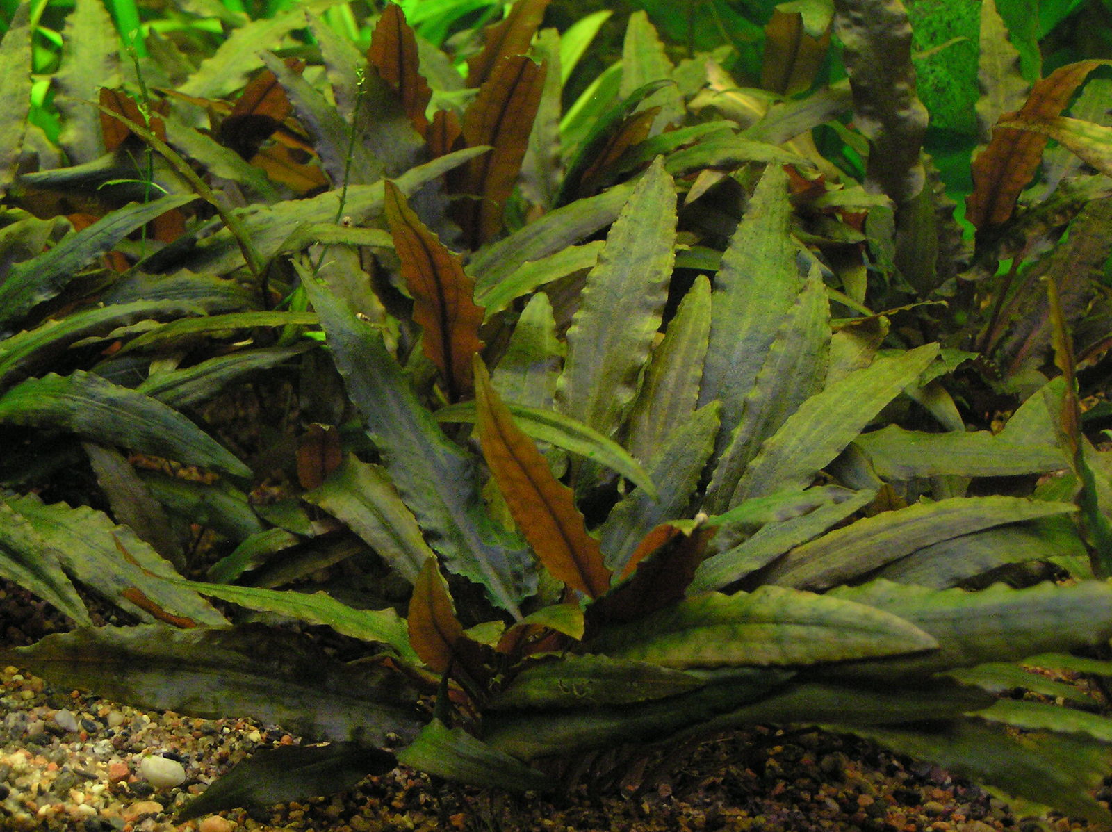 Cryptocoryne wendtii de Wit Plants of the World Online