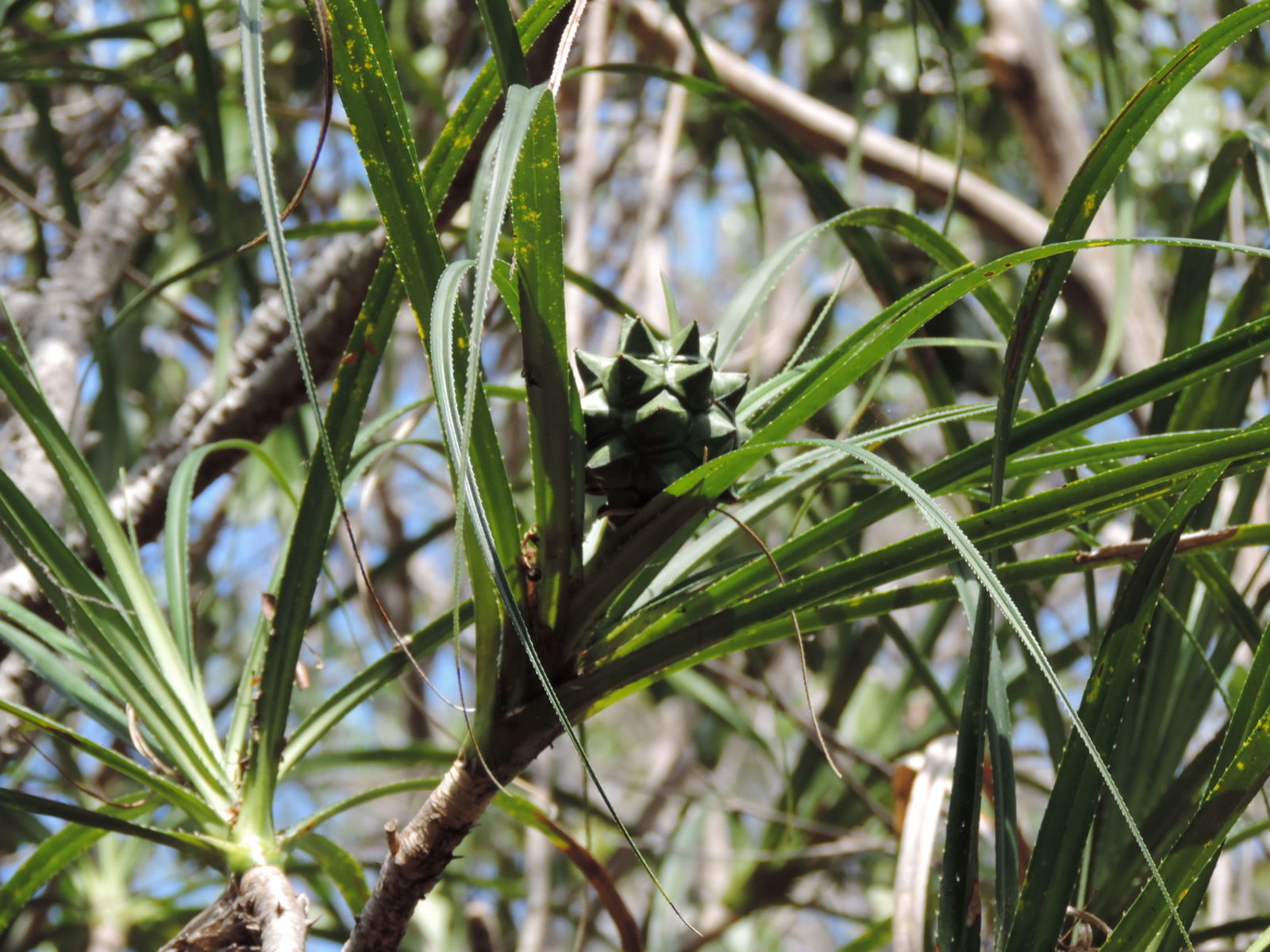 Pandanus aridus H.St.John Plants of the World Online Kew Science