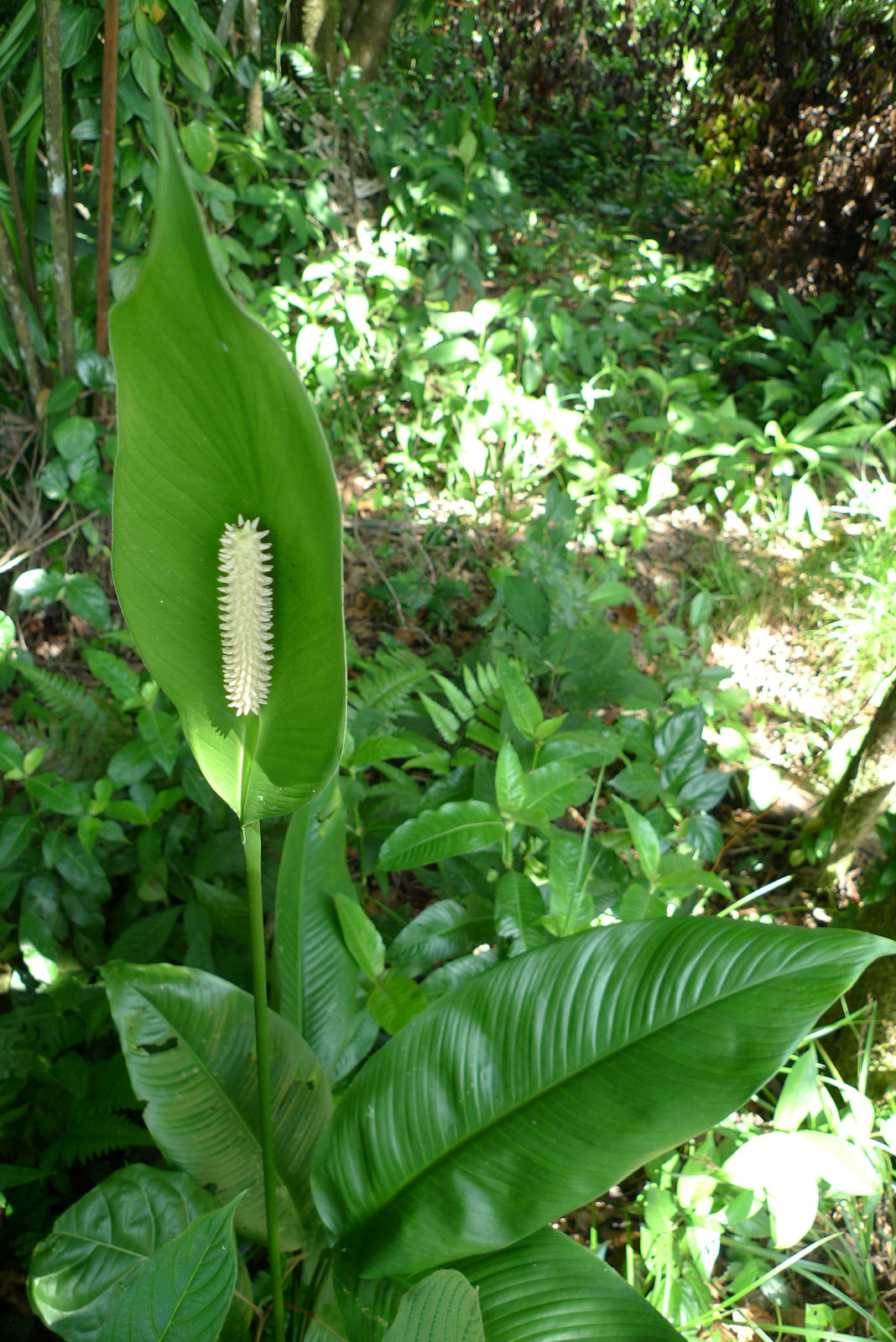 Spathiphyllum Schott Plants of the World Online Kew