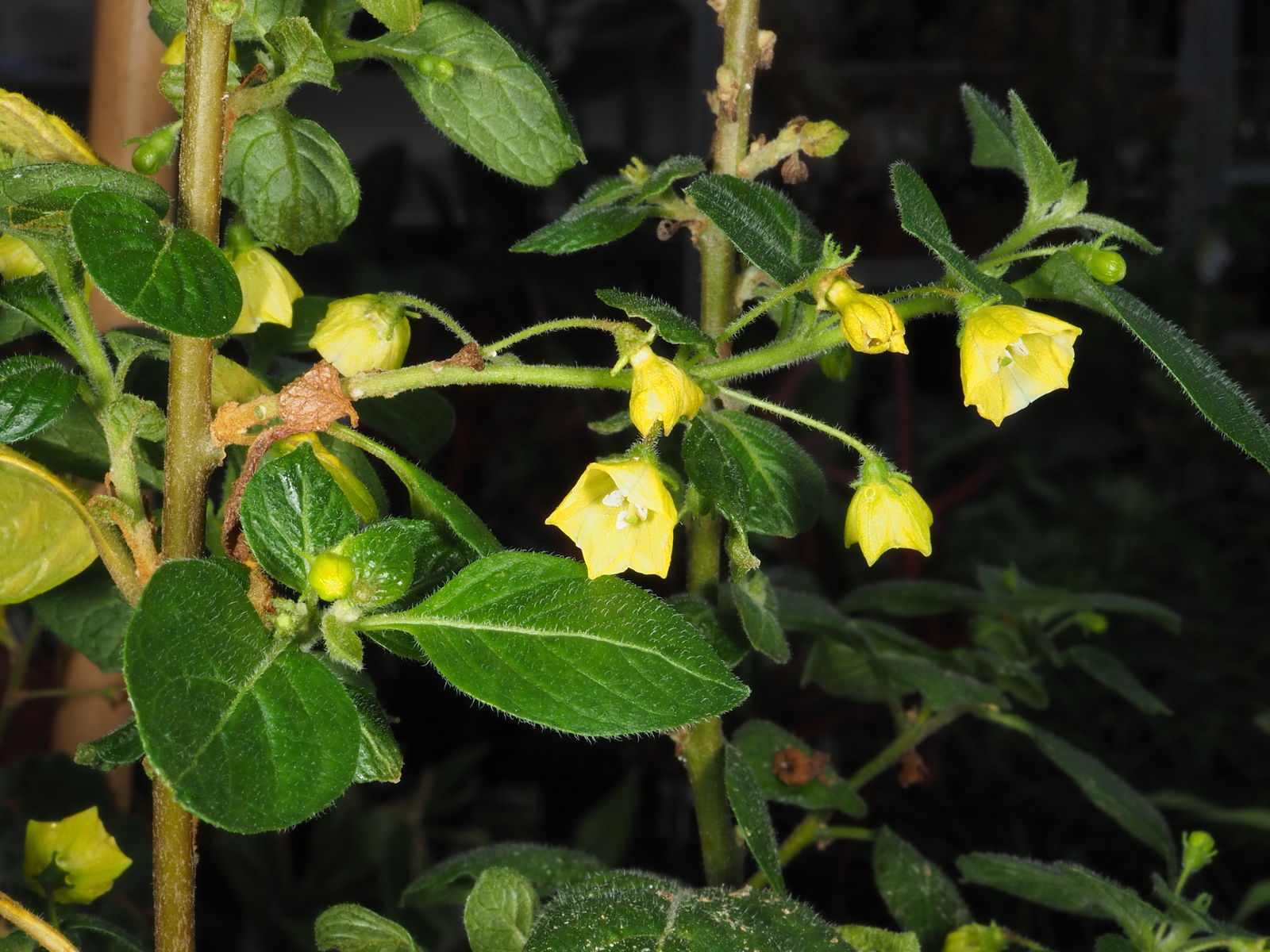 Capsicum rhomboideum (Humb. & Bonpl. ex Dunal) Kuntze Plants of the