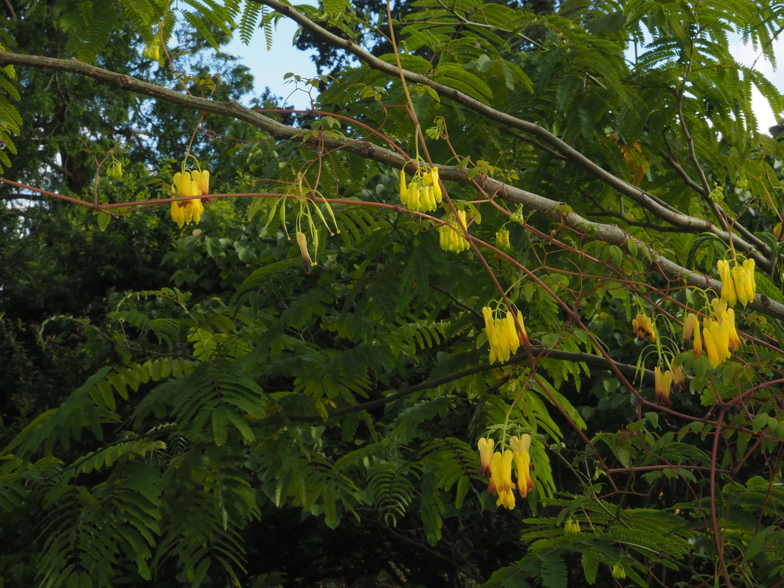 Dactylicapnos scandens (D.Don) Hutch. Plants of the World Online