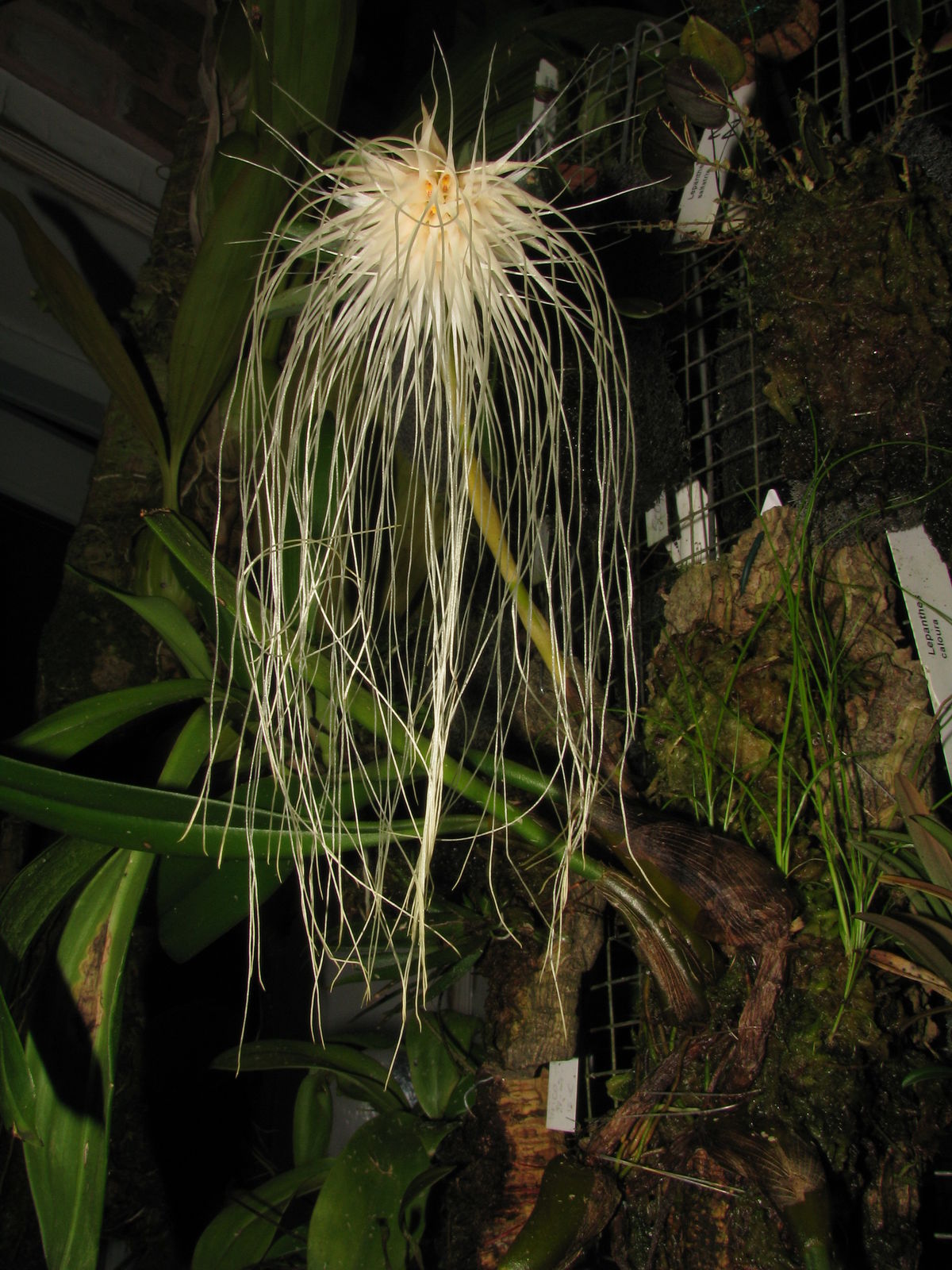 Bulbophyllum medusae (Lindl.) Rchb.f. Plants of the World Online
