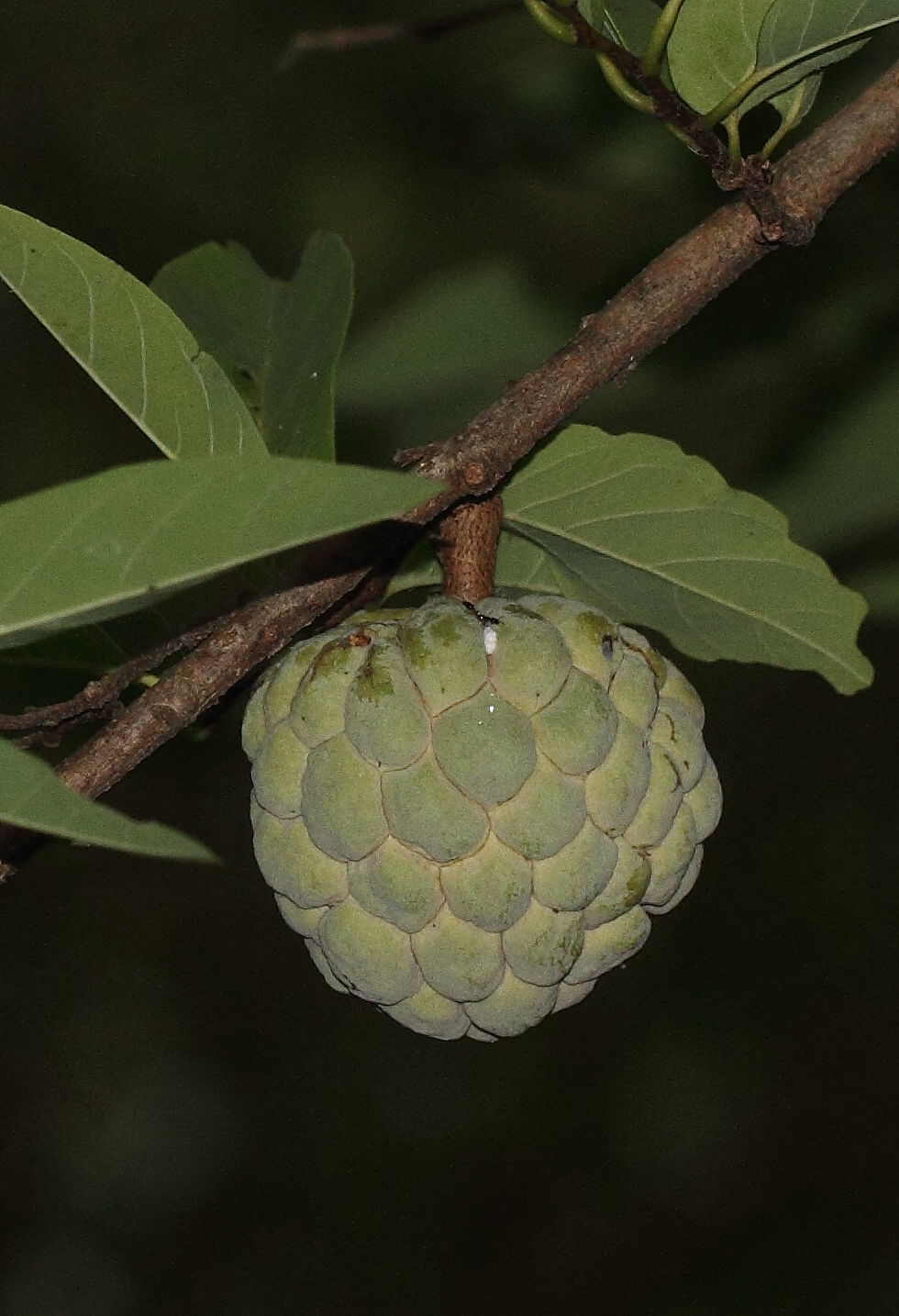 Annona squamosa L. Plants of the World Online Kew Science