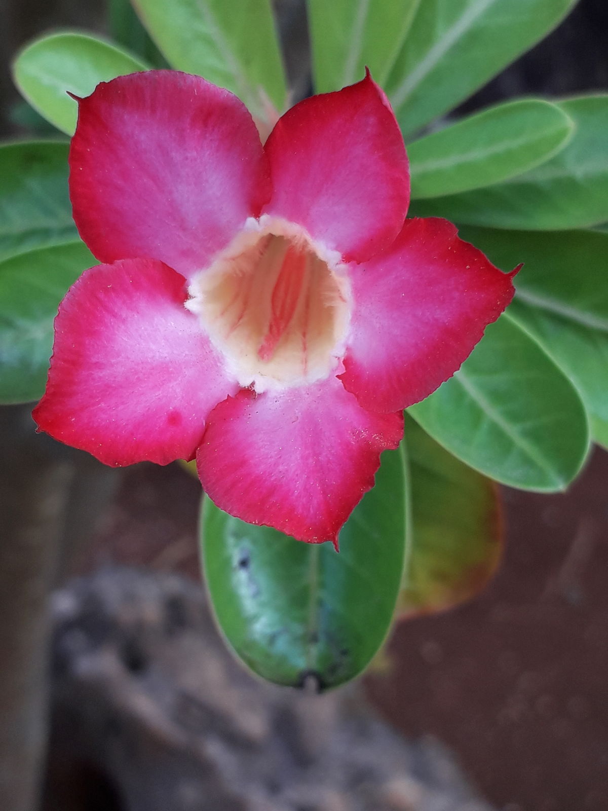 Adenium Roem. & Schult. Plants of the World Online Kew Science