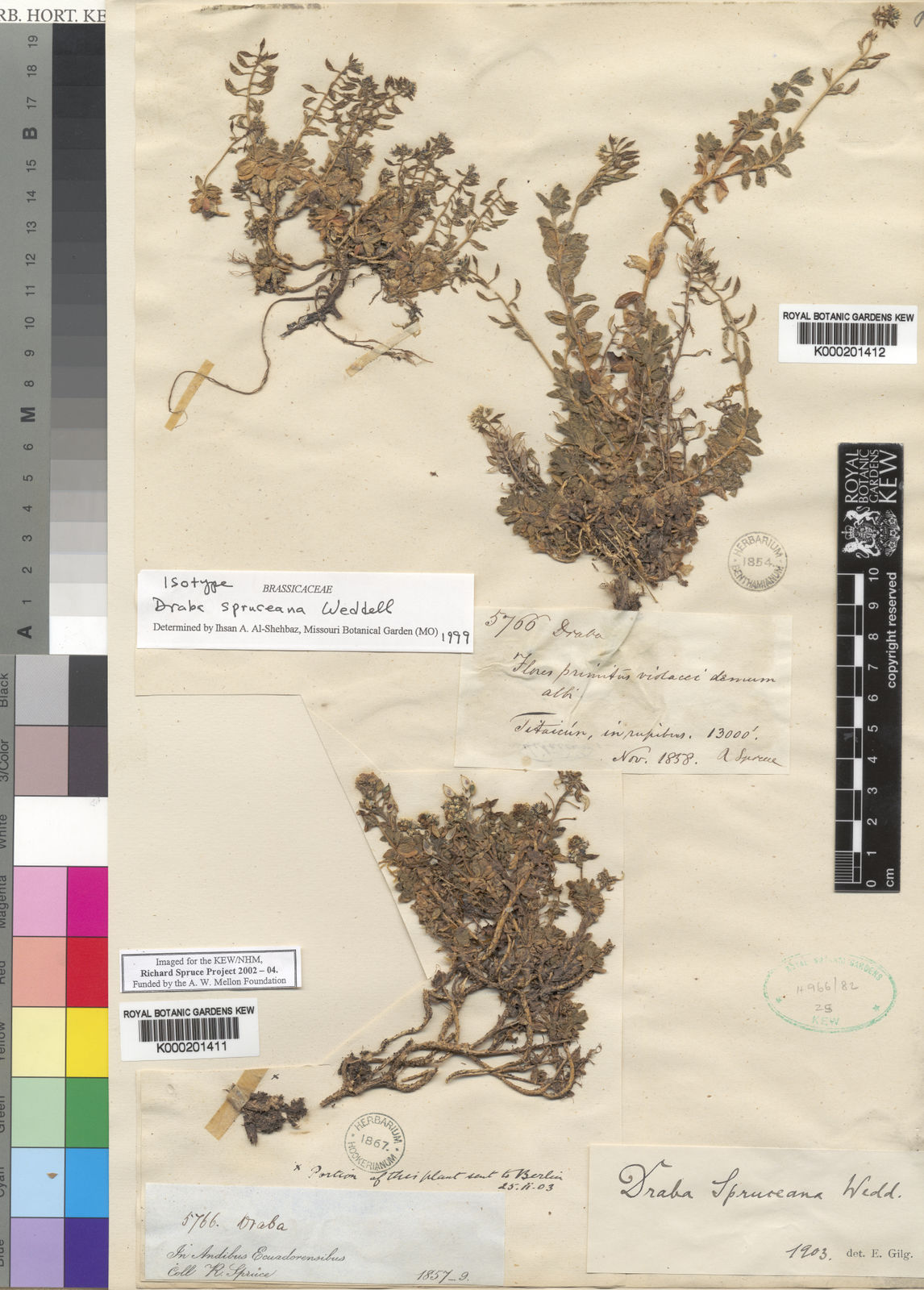 Draba spruceana Wedd. Plants of the World Online Kew Science