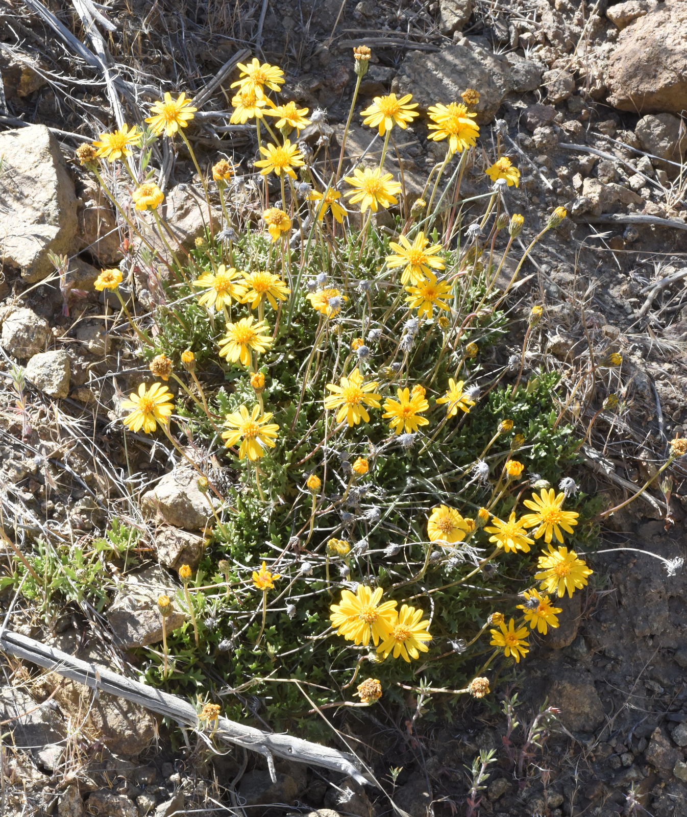 Haplopappus Cass. Plants of the World Online Kew Science