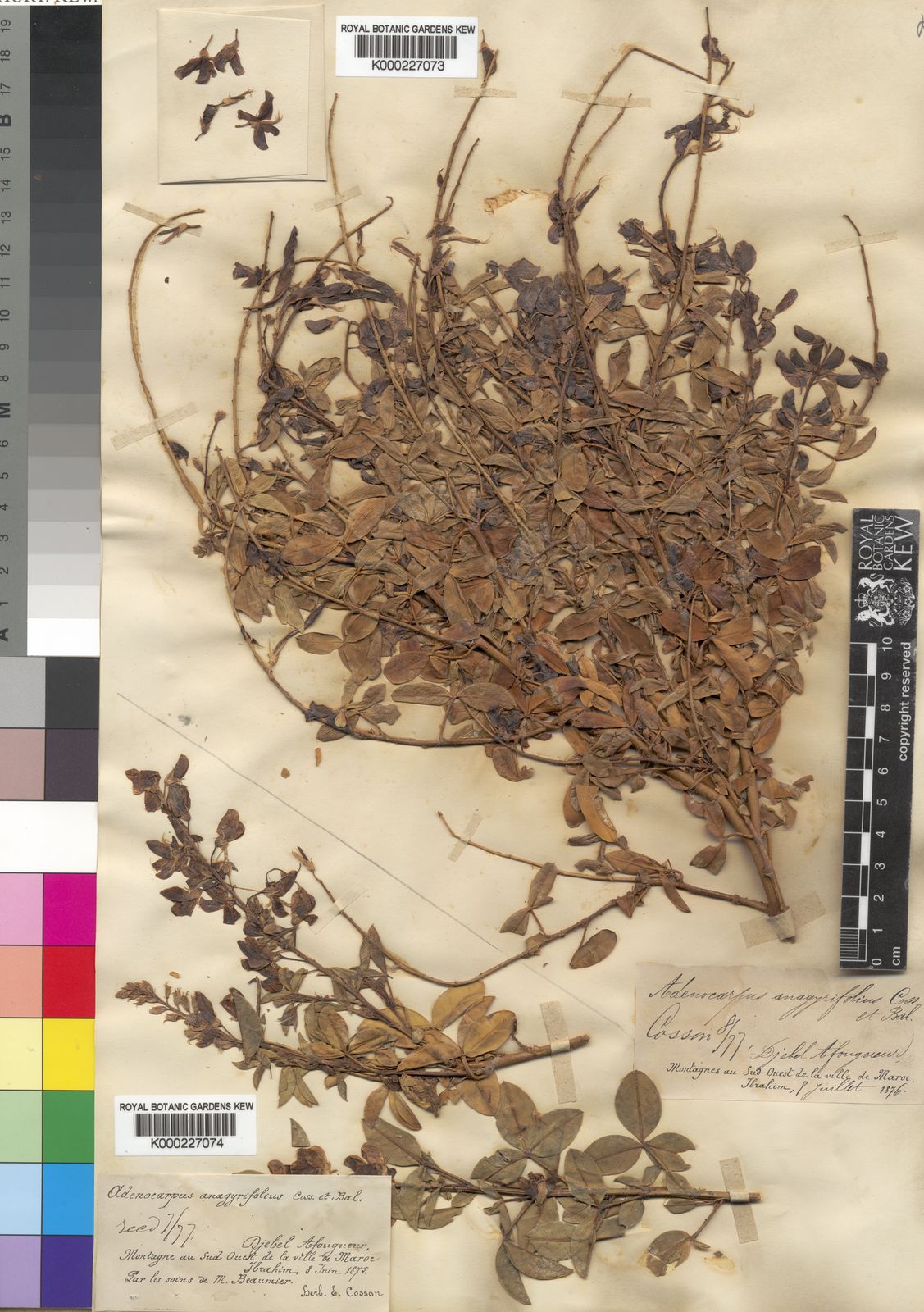 Adenocarpus DC. Plants of the World Online Kew Science