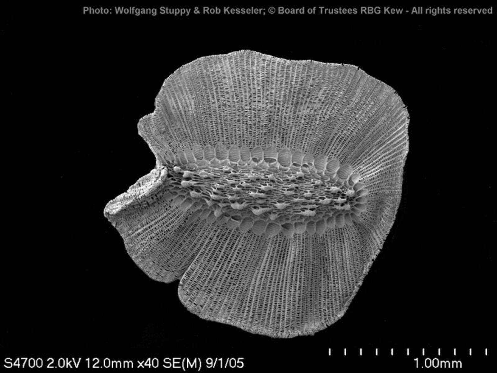 Nemesia Vent. Plants of the World Online Kew Science