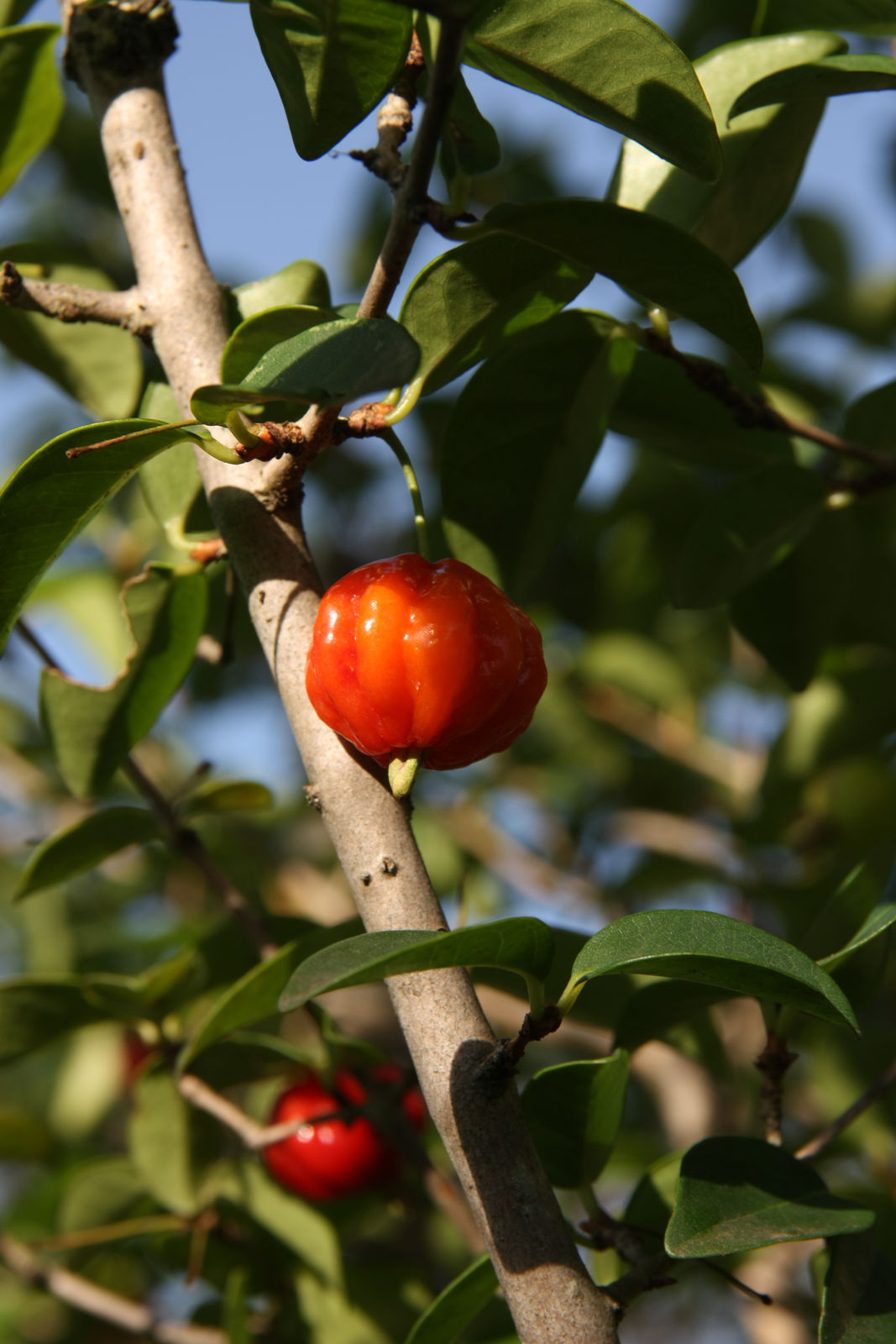 Eugenia uniflora L. Plants of the World Online Kew Science