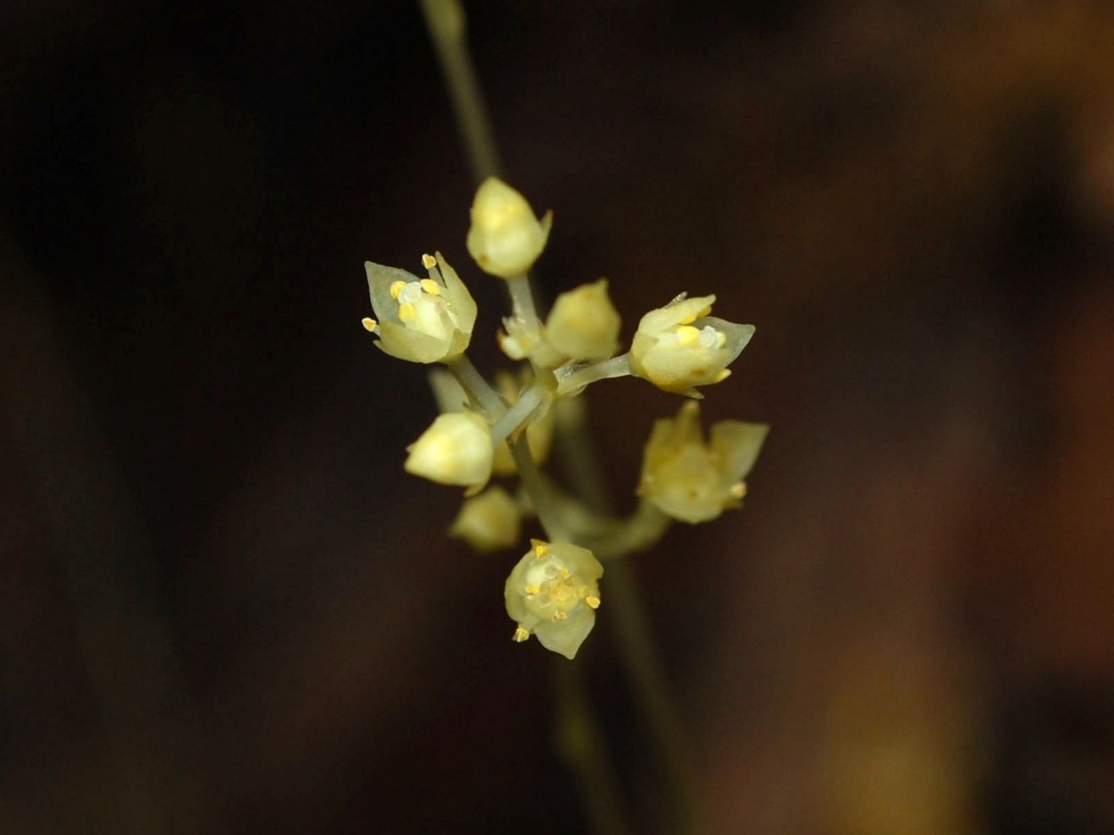 Petrosaviaceae Hutch. Plants of the World Online Kew Science