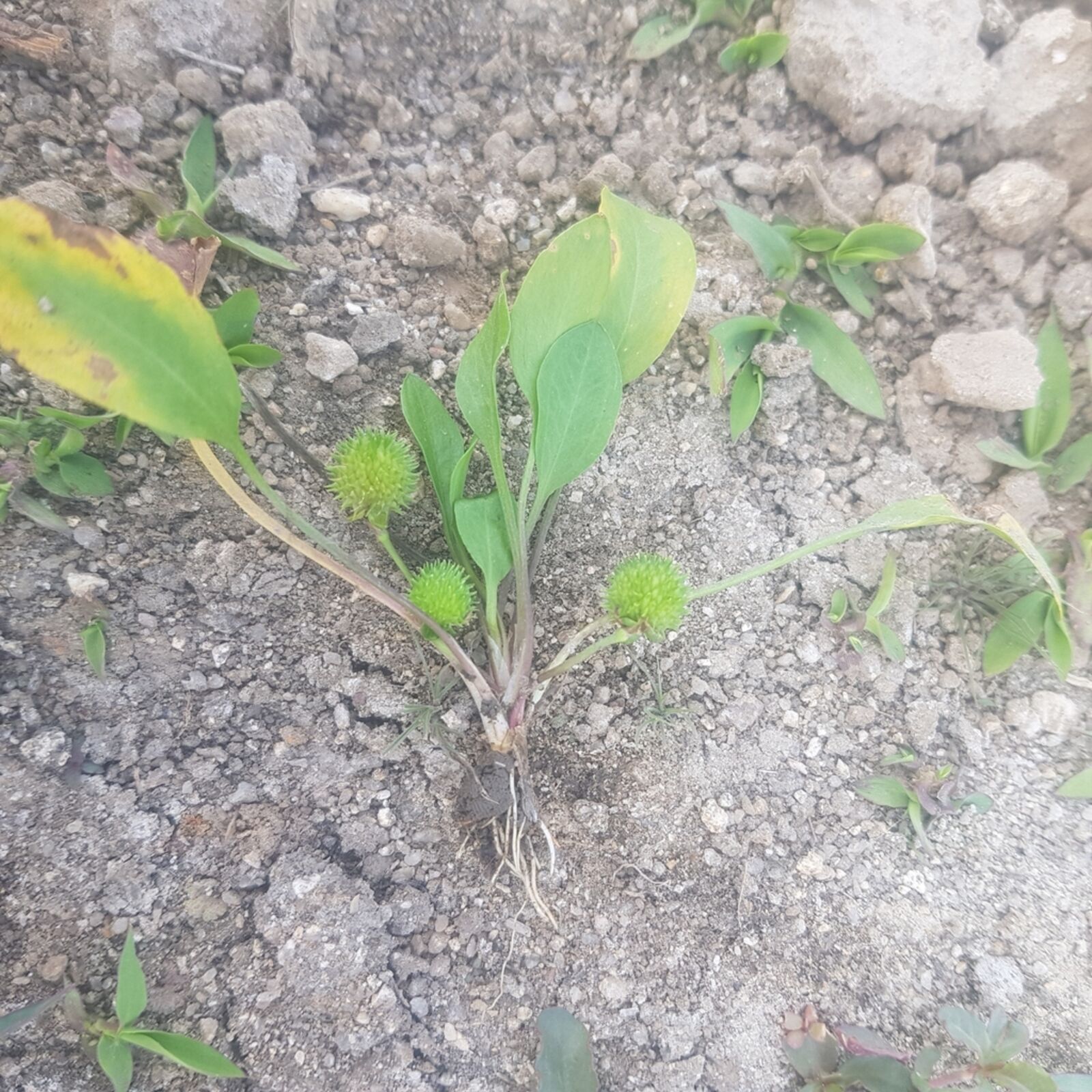 Ranalisma humile (Rich. ex Kunth) Hutch. Plants of the World Online