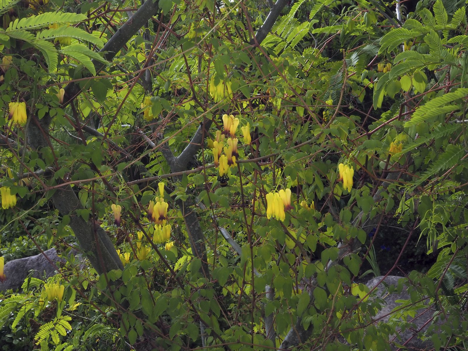 Dactylicapnos scandens (D.Don) Hutch. Plants of the World Online
