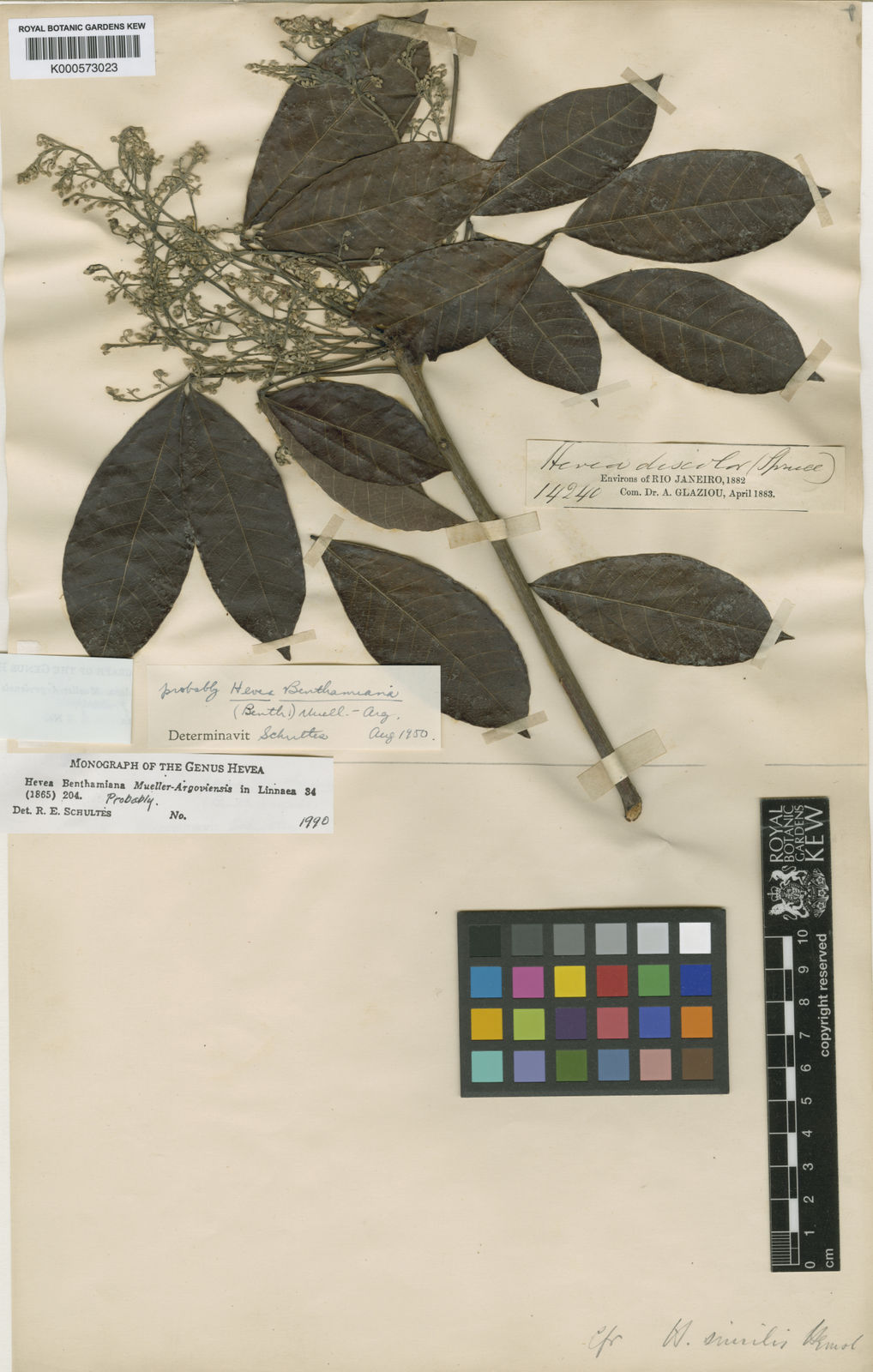 Hevea spruceana (Benth.) Müll.Arg. Plants of the World Online Kew
