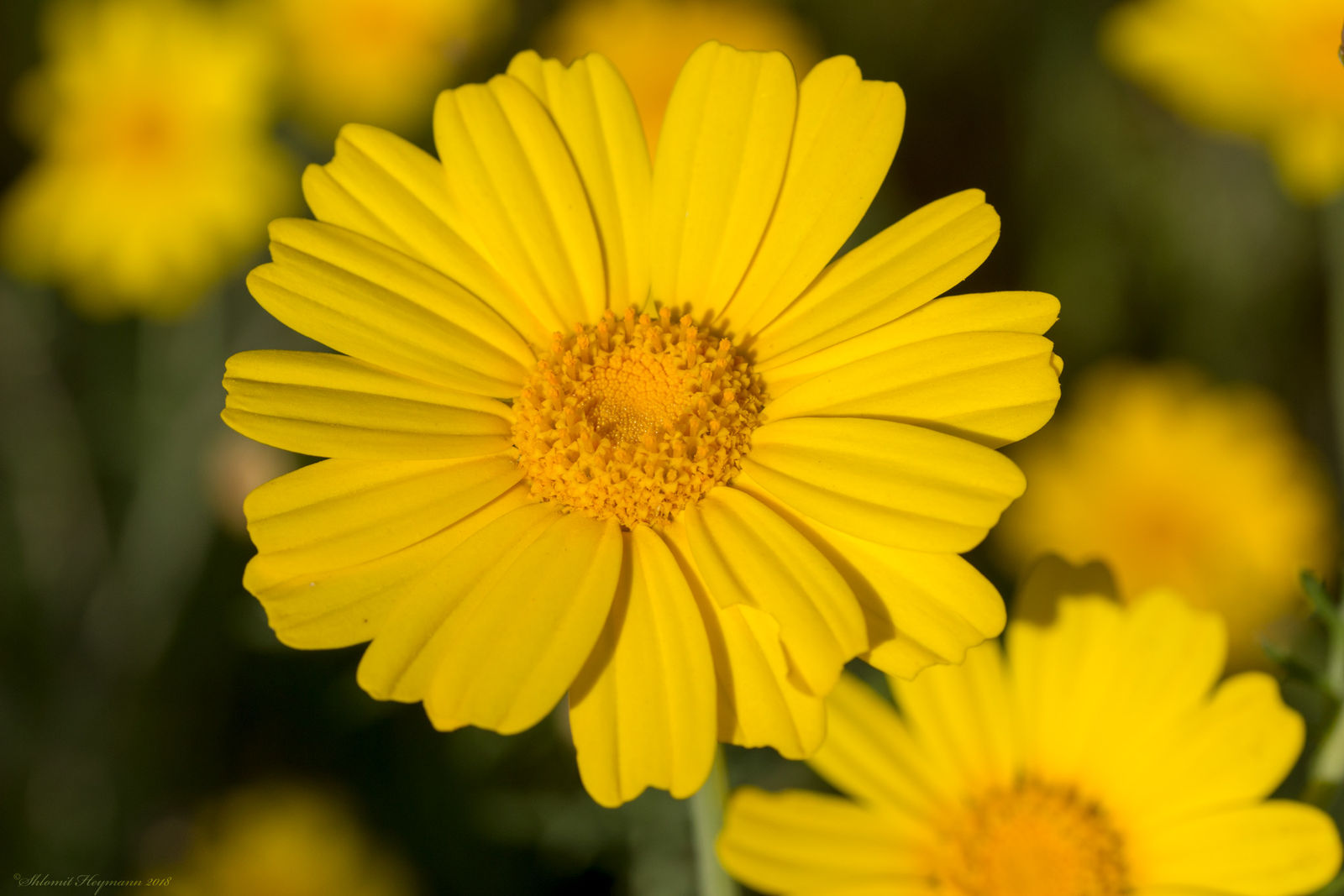 Glebionis coronaria (L.) Cass. ex Spach Plants of the