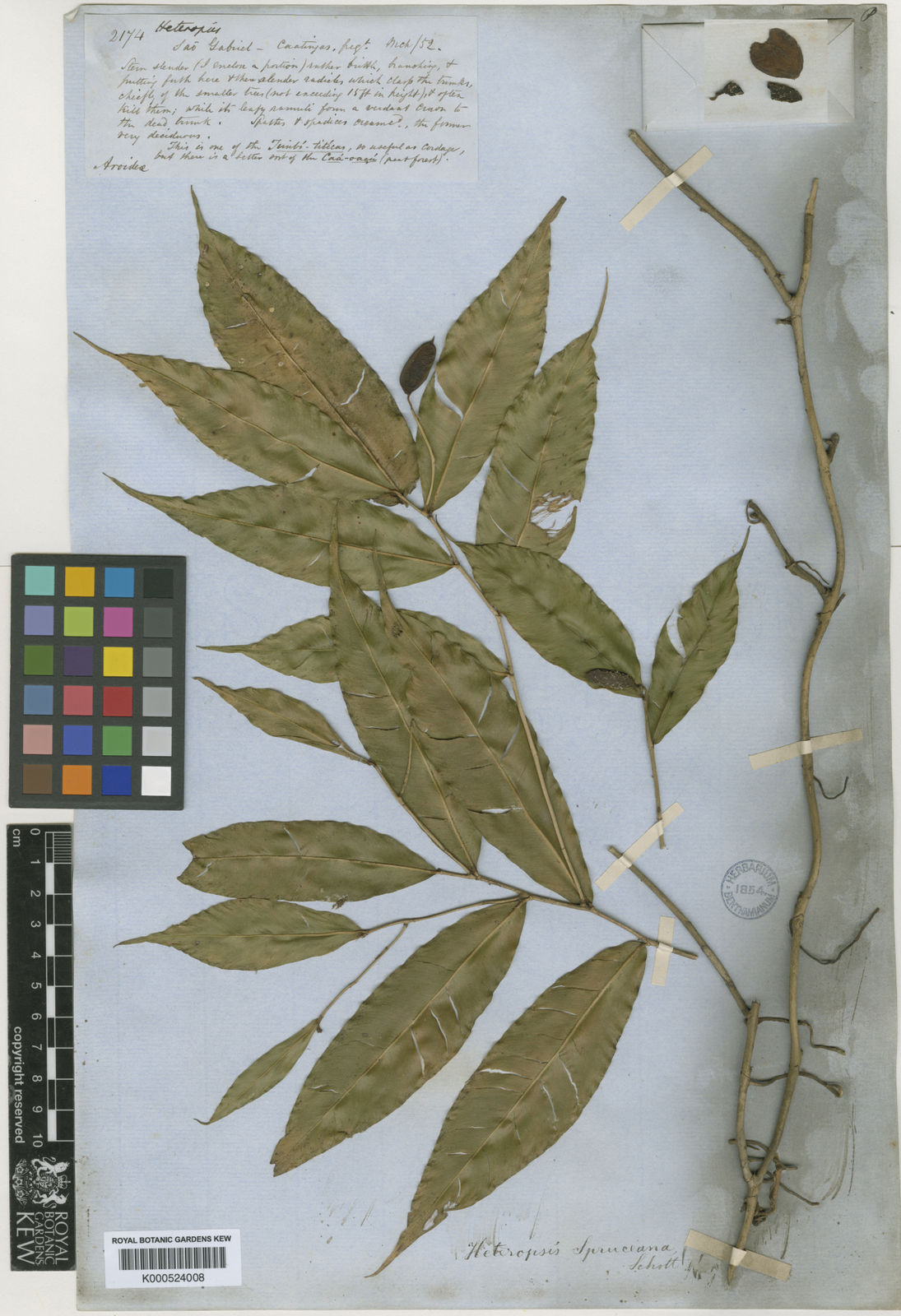 Heteropsis spruceana Schott Plants of the World Online Kew Science