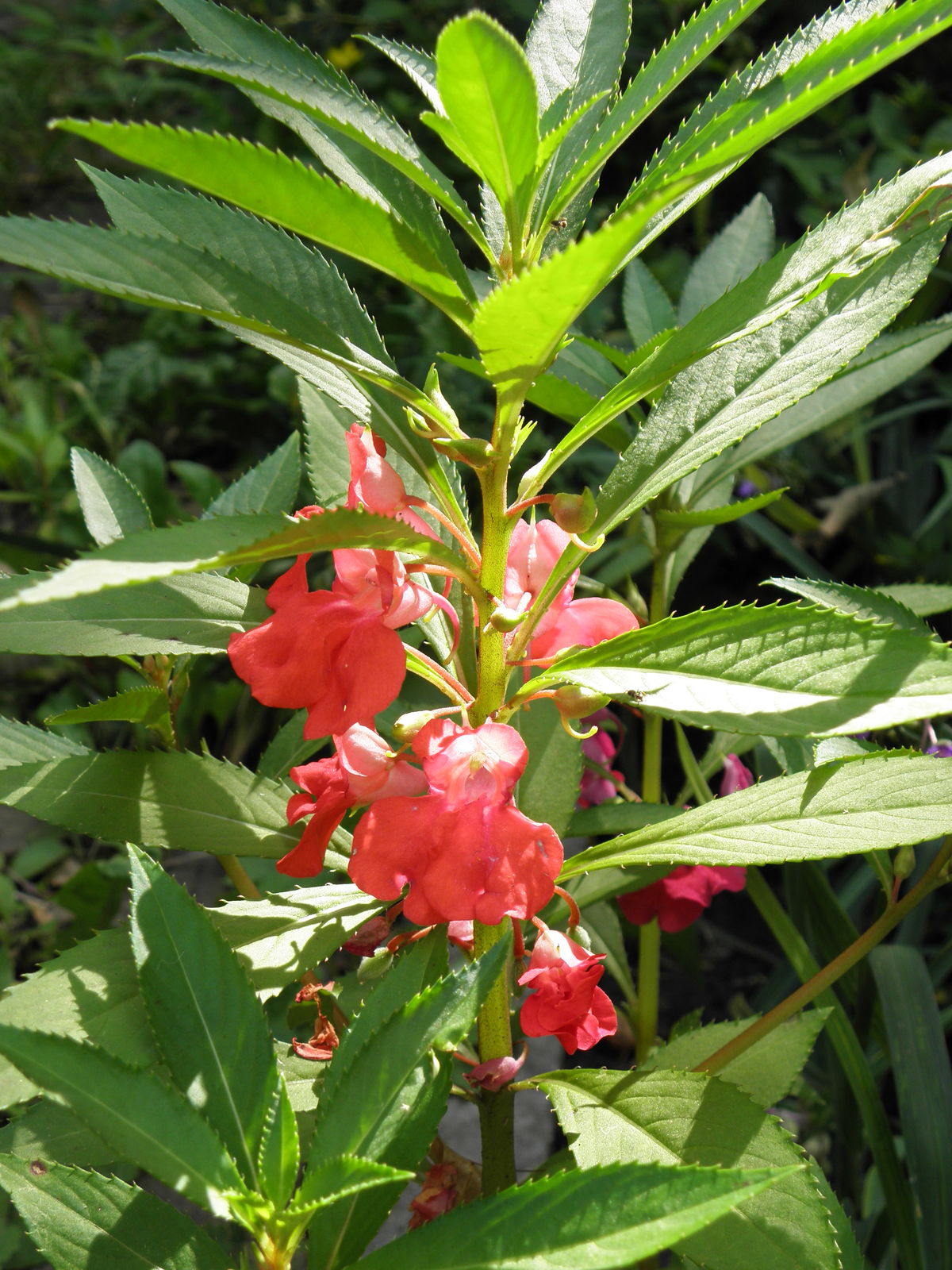 Impatiens balsamina L. Plants of the World Online Kew