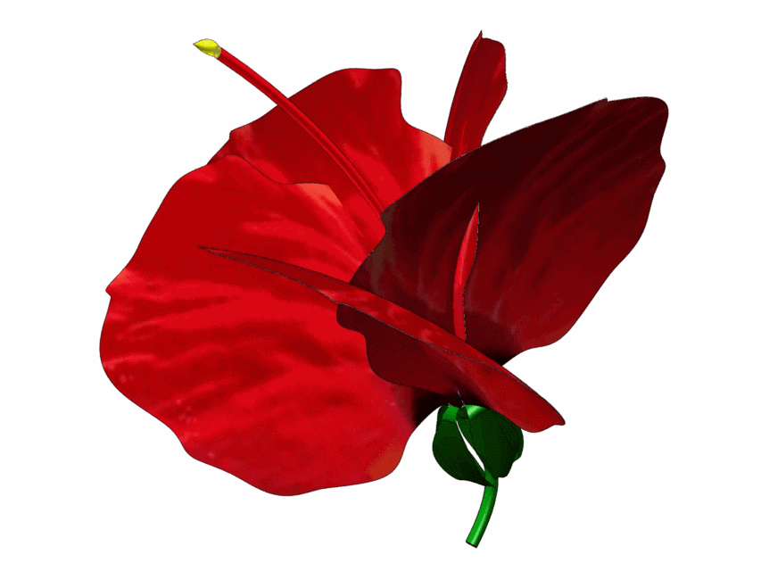 Flower Hibiscus From My Garden 3d Cad Model Library Grabcad