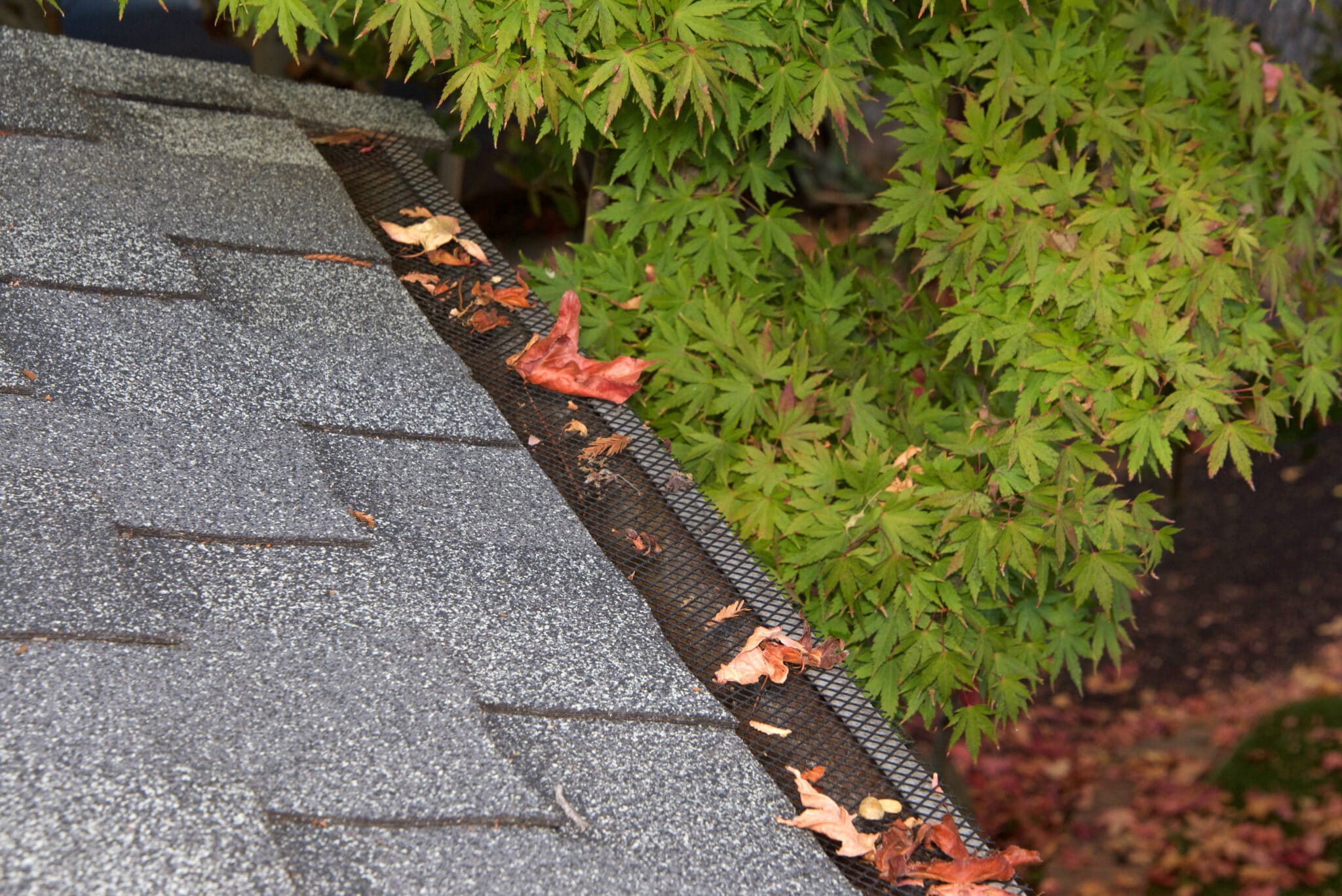 LeafGuard Reviews, Services and Costs of 2023