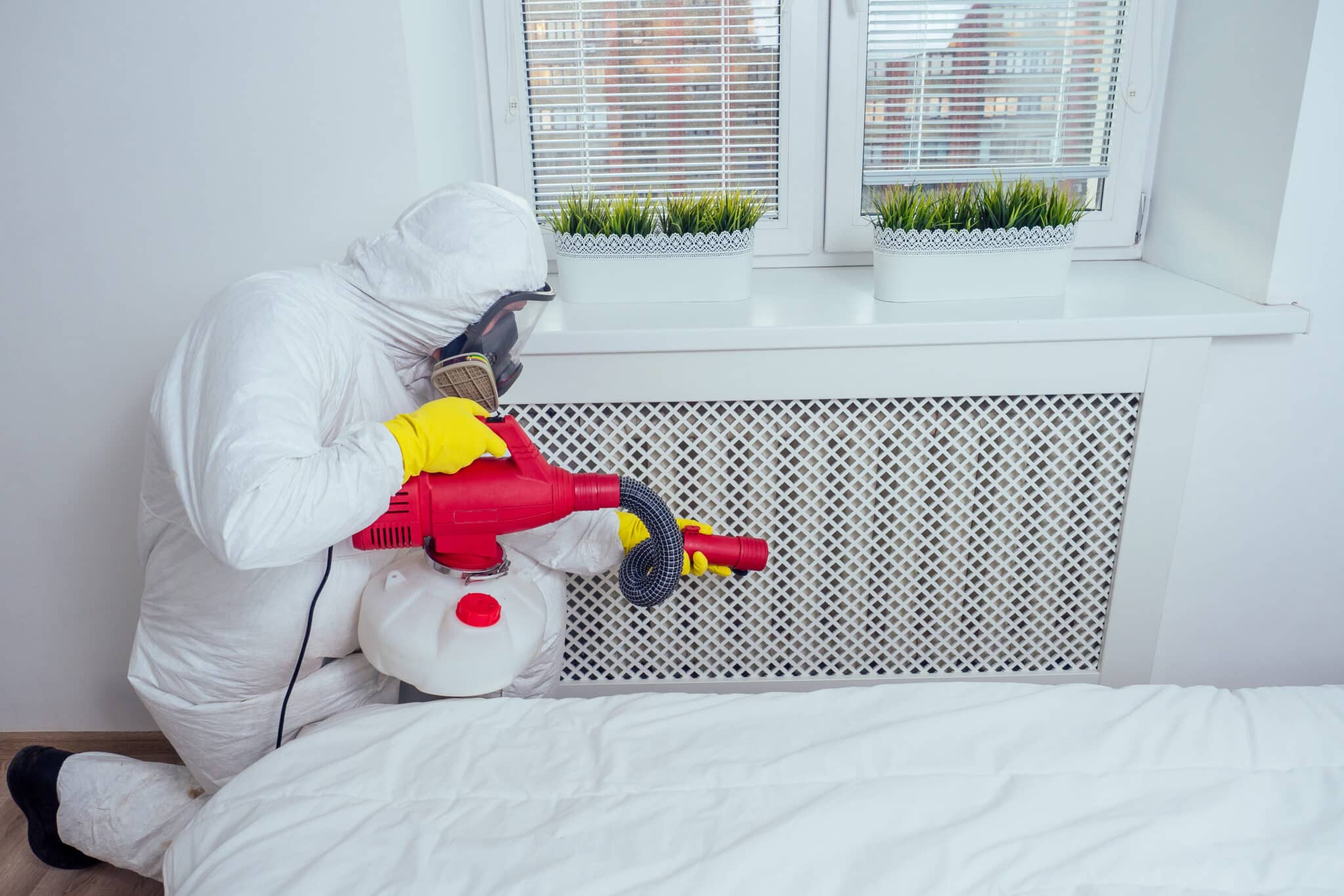 How Much Does Bedbug Extermination Cost? (2024 Pricing)