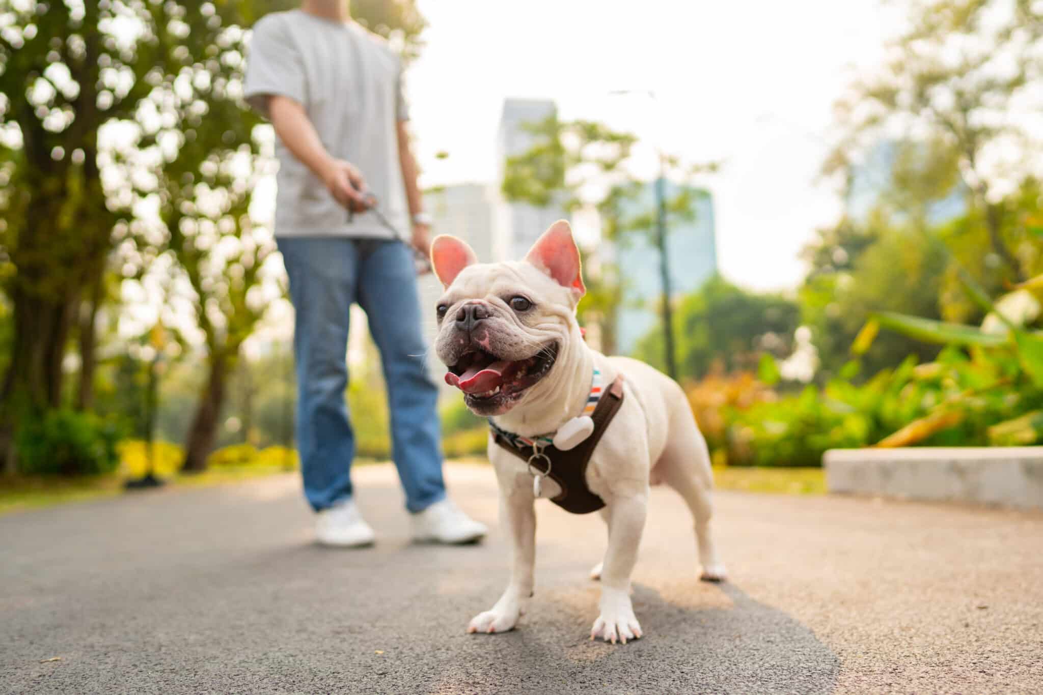 Survey These Are America’s DogFriendliest Cities (2024)