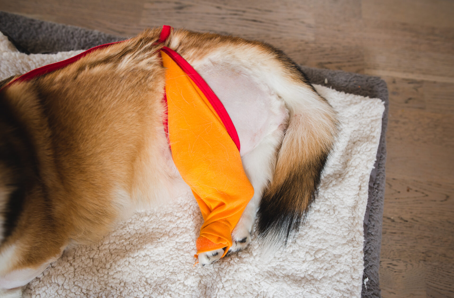 How Much Does ACL Surgery for a Dog Cost? (2024)