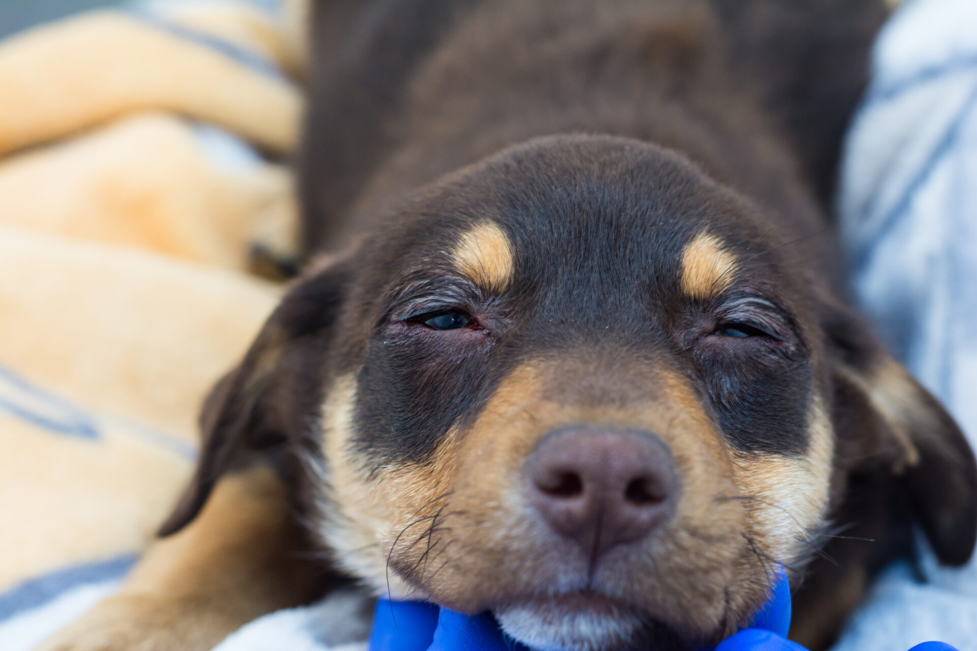 How Much Does Cherry Eye Surgery Cost? (2024)