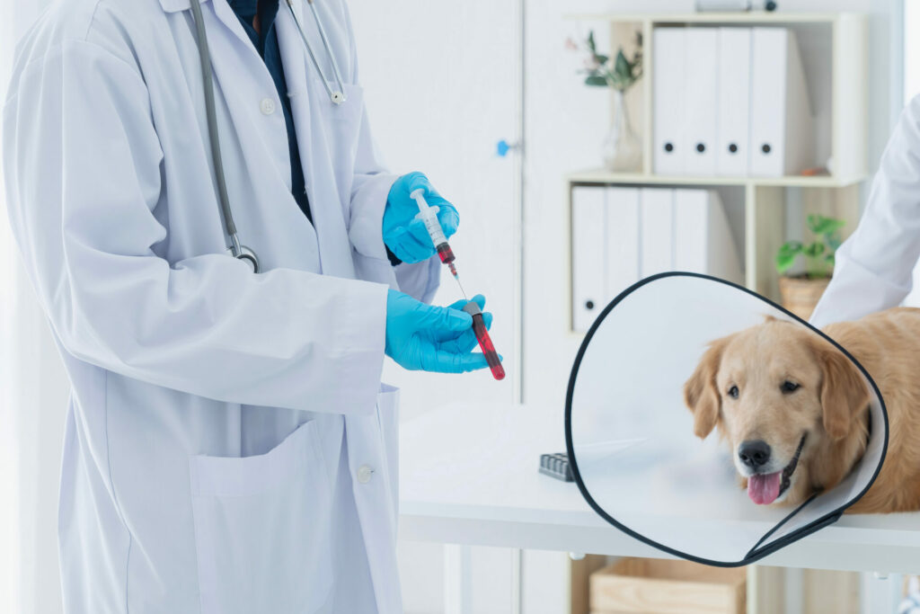 How Much Does Dog Blood Work Cost? (2024)