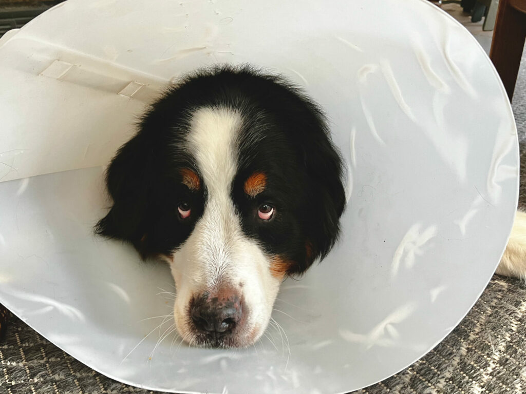 How Much Does it Cost to Neuter a Dog in 2024?