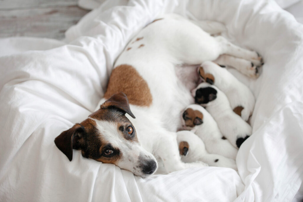 How Much Does a Dog Cesarean Section Cost?