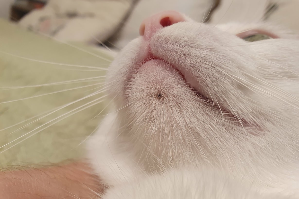 【獣医師監修】猫のあごニキビはなぜできる？ ブツブツの原因と対処法を解説 となりのカインズさん