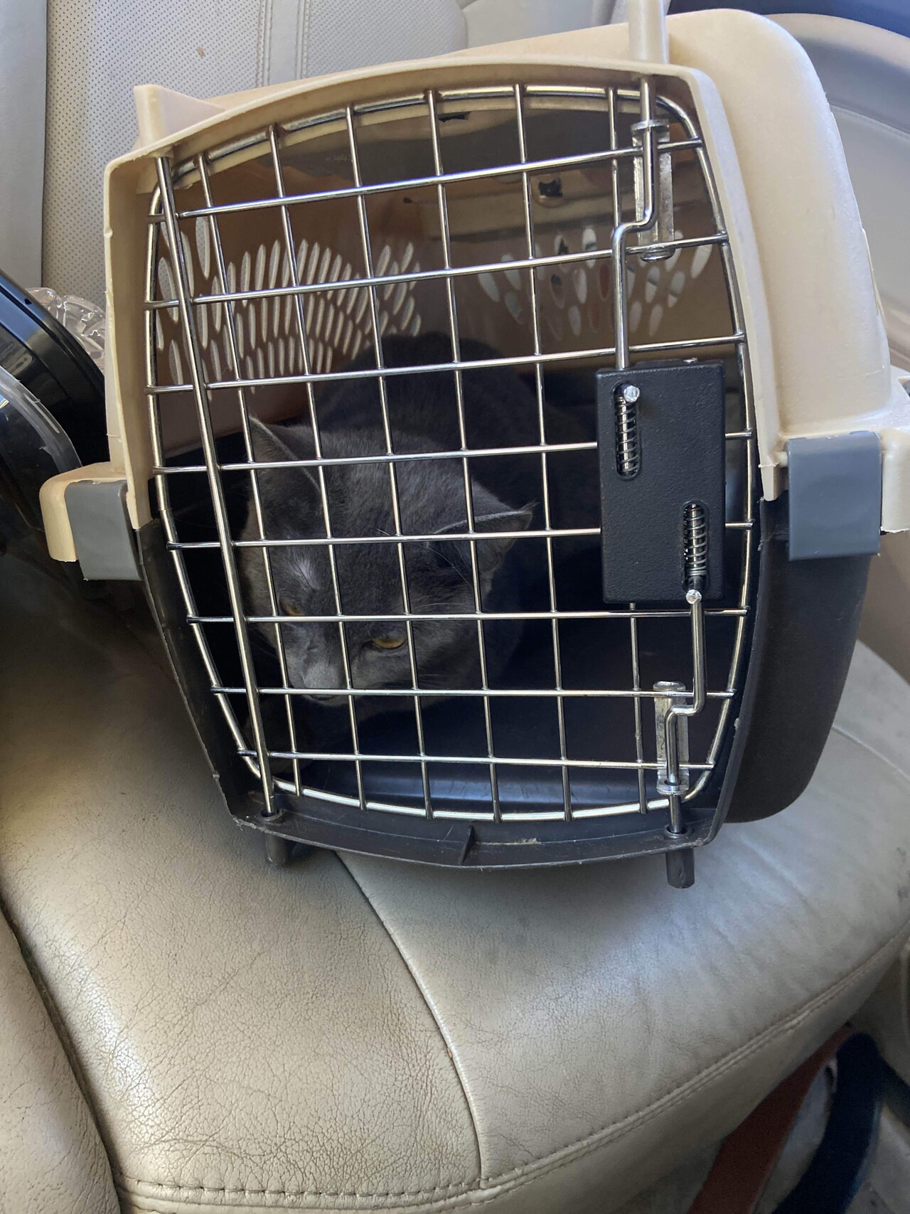 Should I get someone else’s cat neutered without asking them? Blind