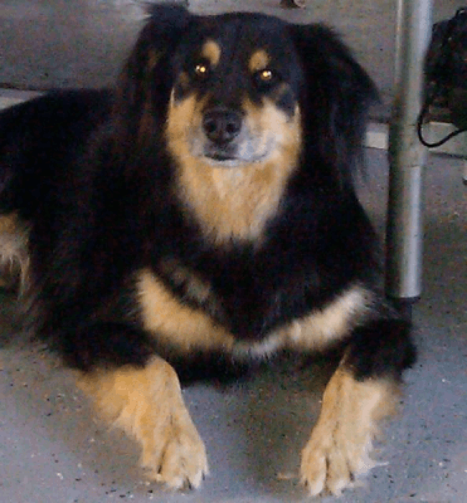 Black And Tan Dog Mutt