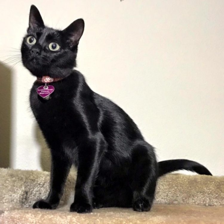 Black Female Kittens For Adoption Cats Up For Adoption At Lost Dogs