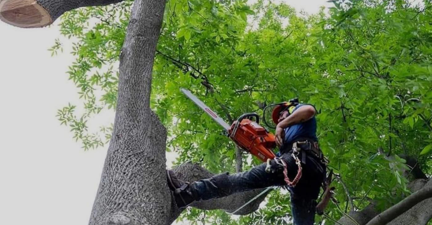 Nader Tree is a Tree Company in Berkley, MI 48072