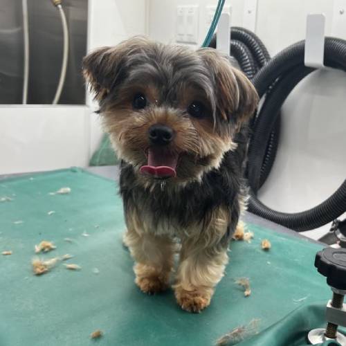 Mobile Dog Grooming Fresno at Justin Pelkey blog