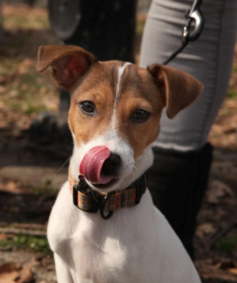ABC's of Dog Training Offers Pitbull Training in Queens, NY