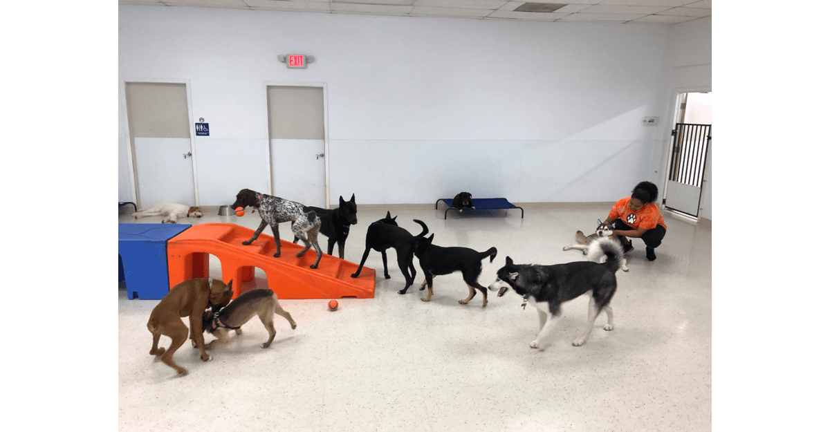 The Grateful Dog Offers Doggy Training in Greenbrae, CA