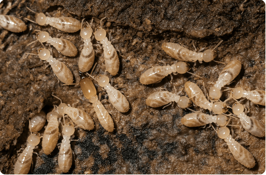 First Termite Solution is a Termite Company in Santa Clarita, CA 91351