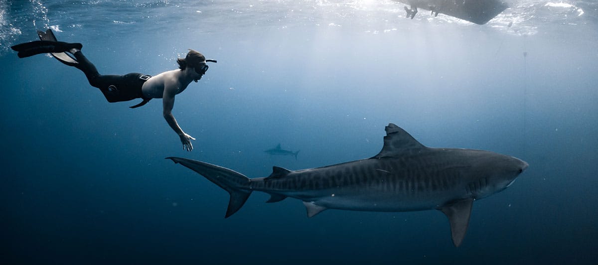 Deep Blue EcoTours Offers Shark Diving in Haleiwa, HI 96712