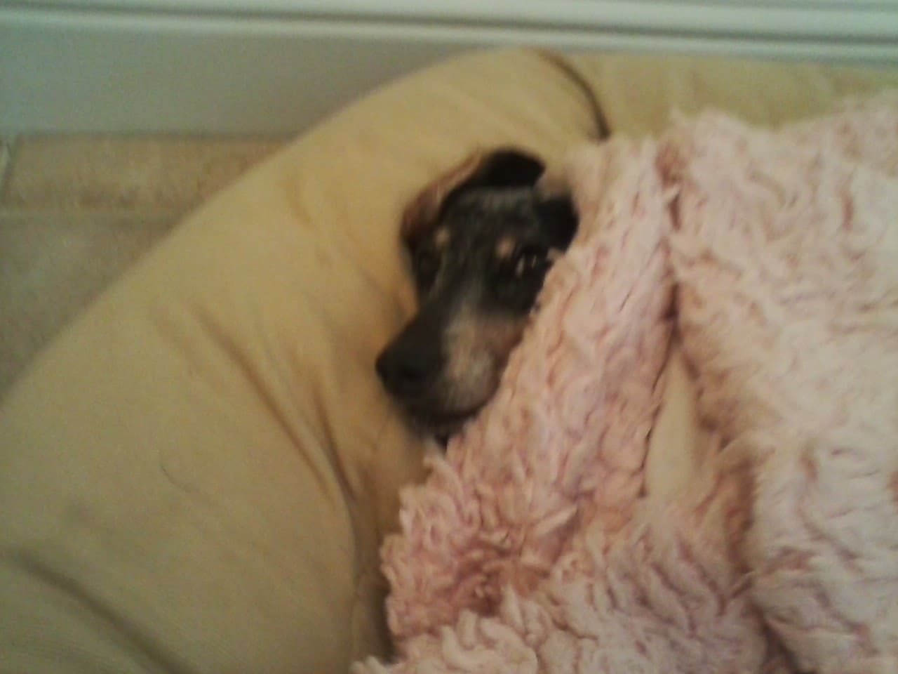 Leilani's Best Friends Pet Sitting is a Pet Sitting Company in Novato, CA