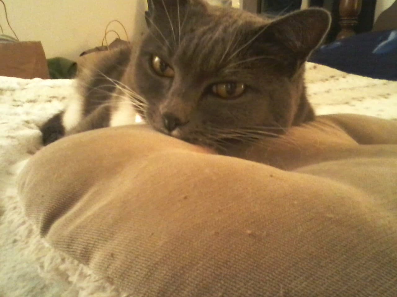 Leilani's Best Friends Pet Sitting is a Pet Sitting Company in Novato, CA