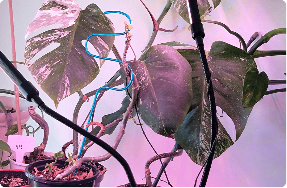 Kelley Gardens are Planters in Baltimore, MD 21231