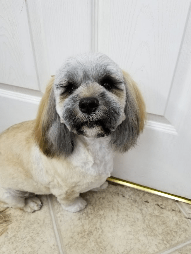 Fuzz Monsters Pet Grooming Offers Dog Brushout in Citrus Heights, CA 95621