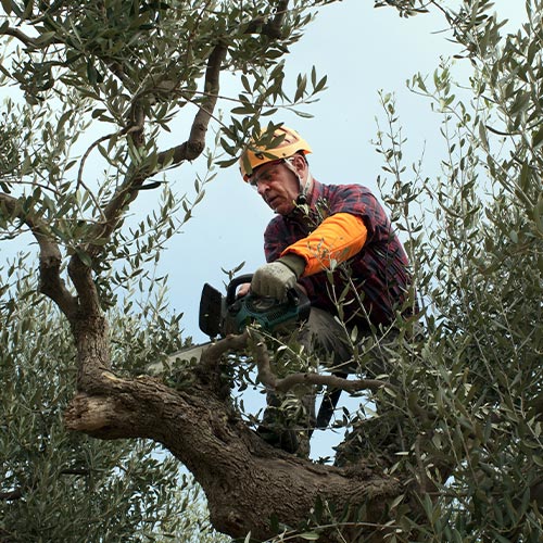 WPLC Services LLC is a Lawn Care Company in Brownwood, TX 76801