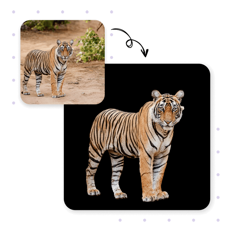 Add Black Background To Photo For Free LightX