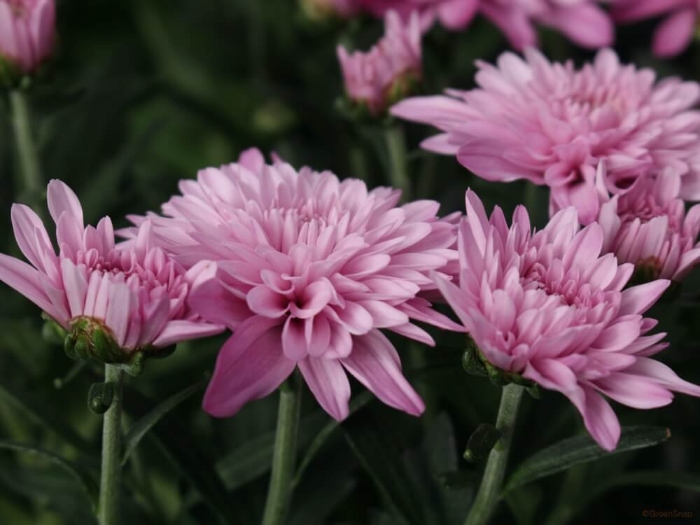 秋 菊 | 植物 ＞ 花・花びら | Ganref 菊(キク)の花言葉｜花が咲く時期や見頃の季節は？風水の意味は？ - Horti 〜ホルティ〜 By Greensnap