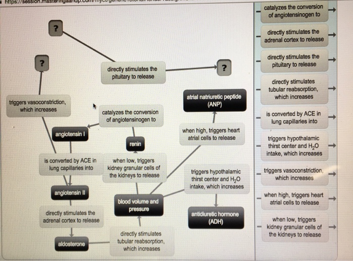 Solved Reninangiotensinaldosterone Mechanism I'm Suppos