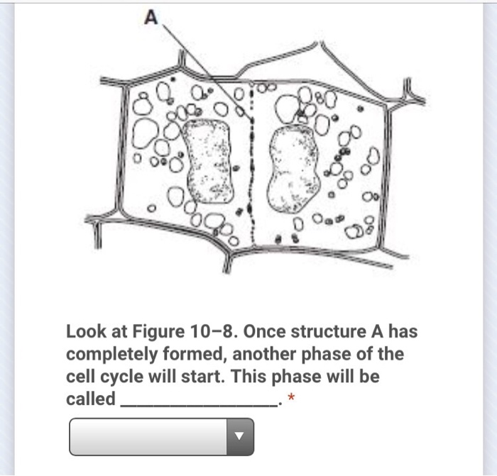 Solved 09 Multicellular Organism → Fertilized Egg A Multi...